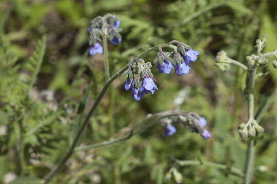 Слика од Cynoglossum anchusoides Lindl.