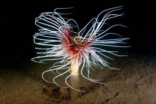 Image of fireworks anemone