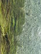 Image of Texas Wild Rice