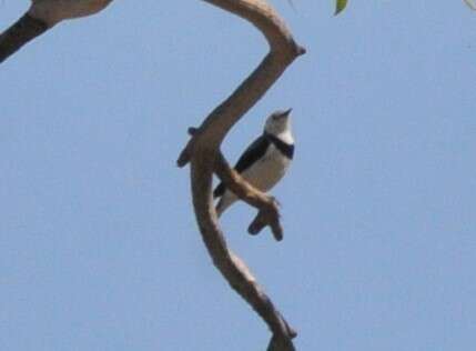 Image of White-fronted Chat