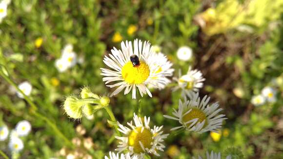 Image of Geocoris (Piocoris) erythrocephala (Lepelitier & Serville 1825)