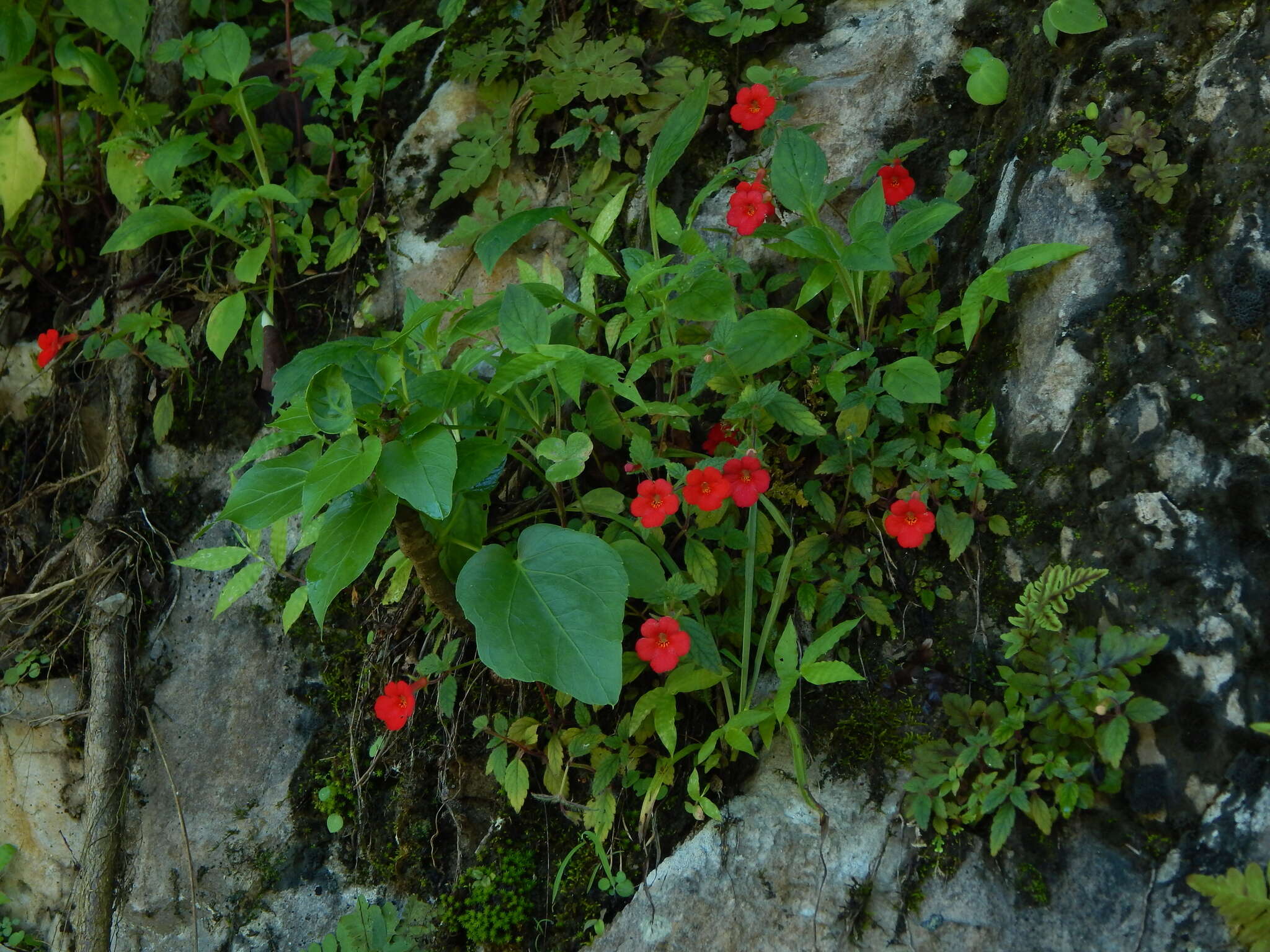 Imagem de Achimenes erecta (Lam.) H. P. Fuchs