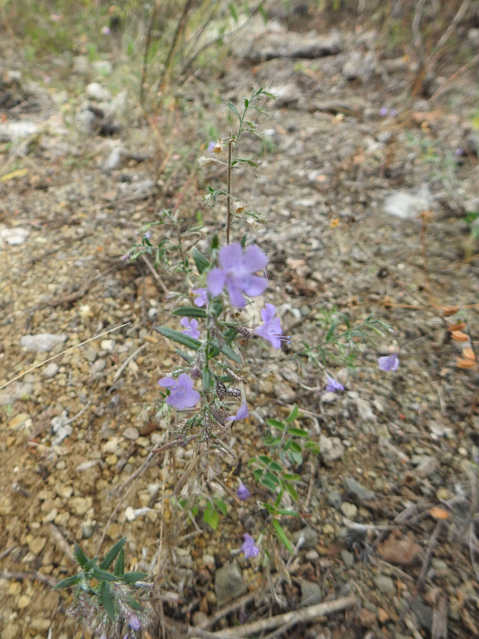 Plancia ëd Loeselia coerulea (Cav.) G. Don