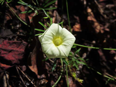 Слика од Ipomoea chamelana J. A. Mc Donald