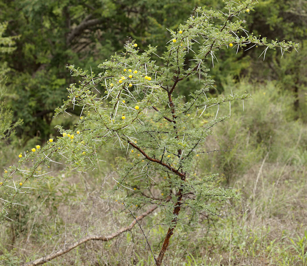 Imagem de Vachellia exuvialis (Verd.) Kyal. & Boatwr.