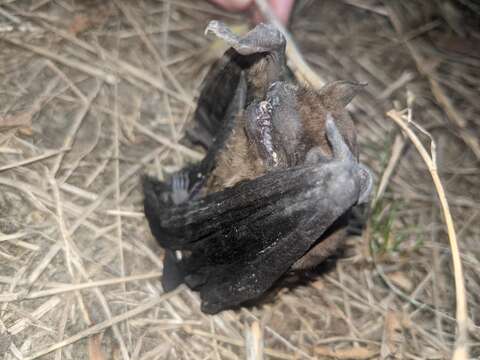 Image of leislers bat, lesser noctule