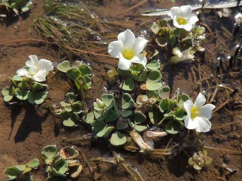 Image of Oxalis natans L. fil.