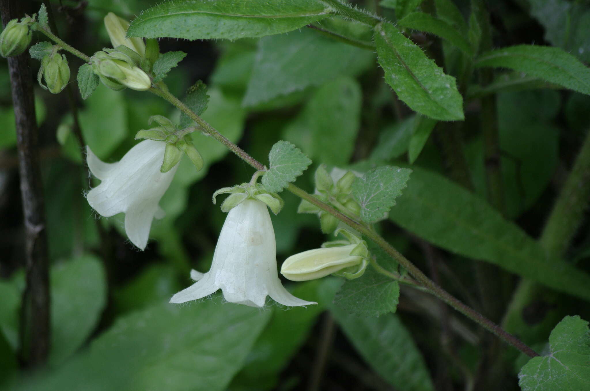 Image of Campanula alliariifolia Willd.