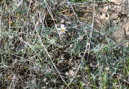 Image of Onoseris hyssopifolia Kunth