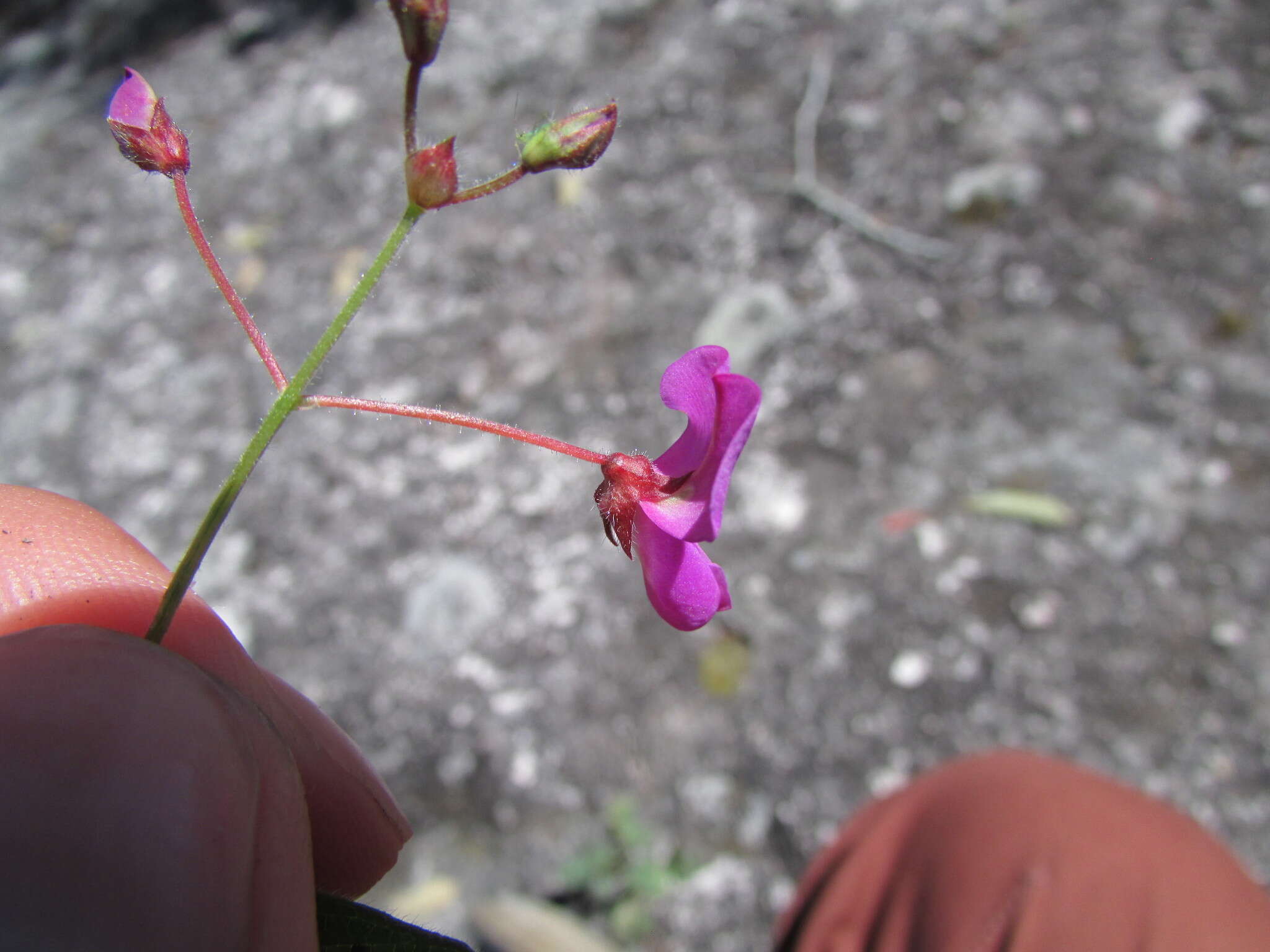 Image of Graham's ticktrefoil