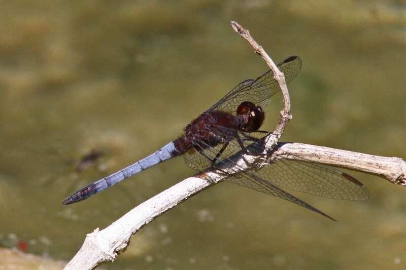 Sivun Erythrodiplax fusca (Rambur 1842) kuva