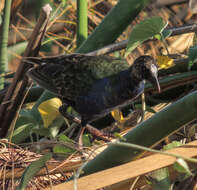 Image of Allen's Gallinule