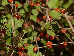 Image of Coprosma rotundifolia A. Cunn.