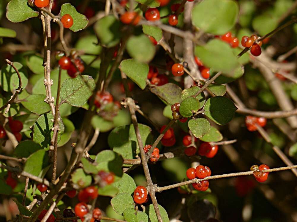 Image of Coprosma rotundifolia A. Cunn.