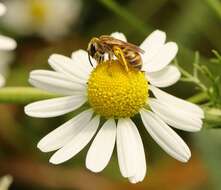 Image of Golden Furrow Bee