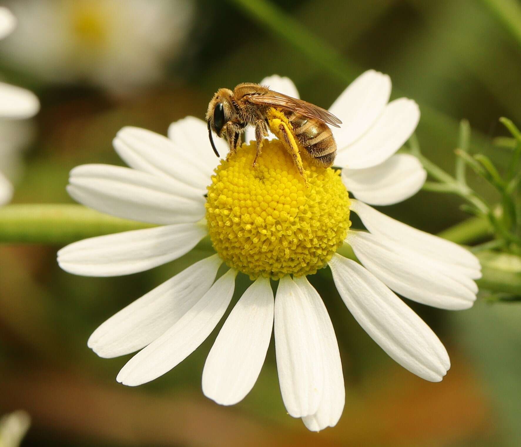 Image of Golden Furrow Bee