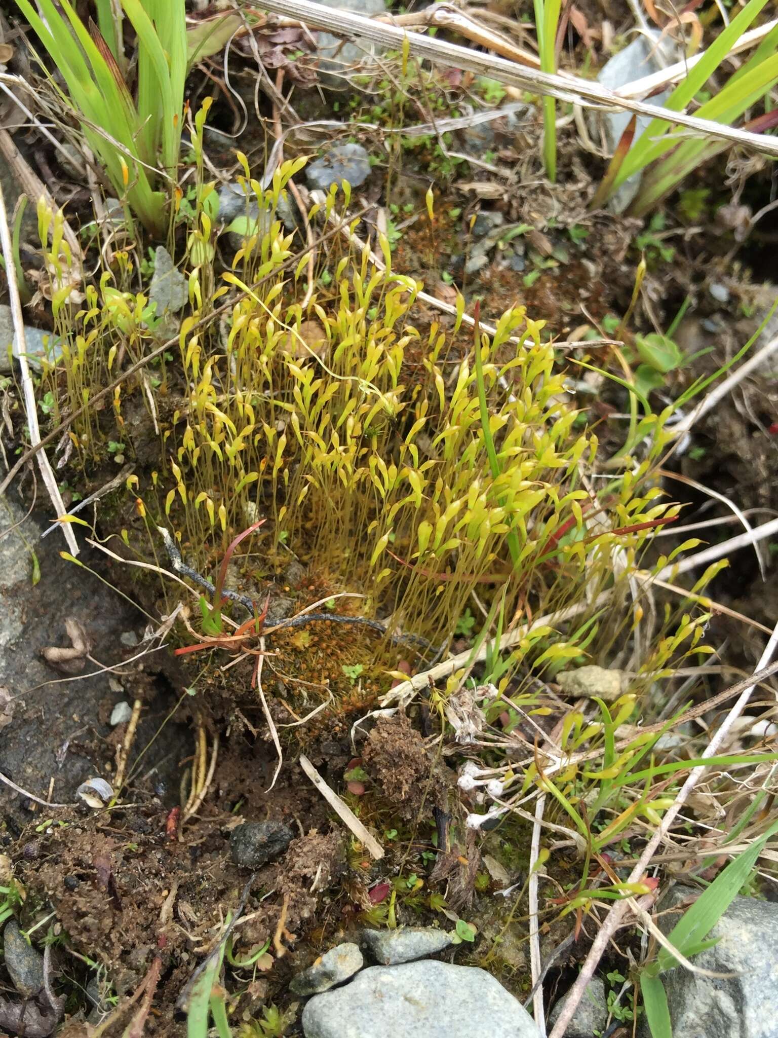 Image of ambiguous trematodon moss