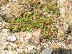 Слика од Erodium maritimum (L.) L'Her.