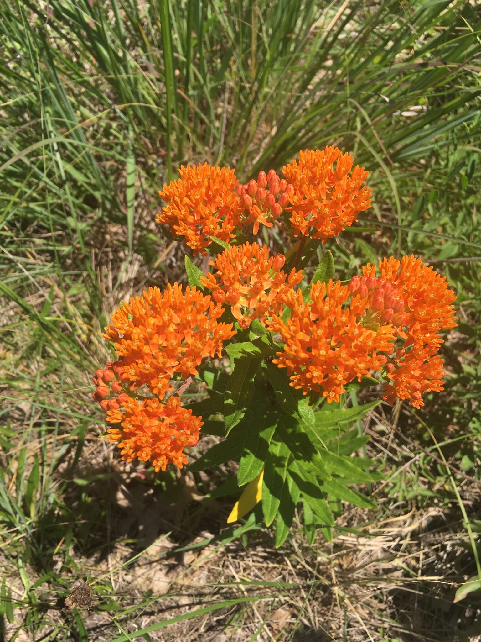 Imagem de Asclepias tuberosa subsp. tuberosa