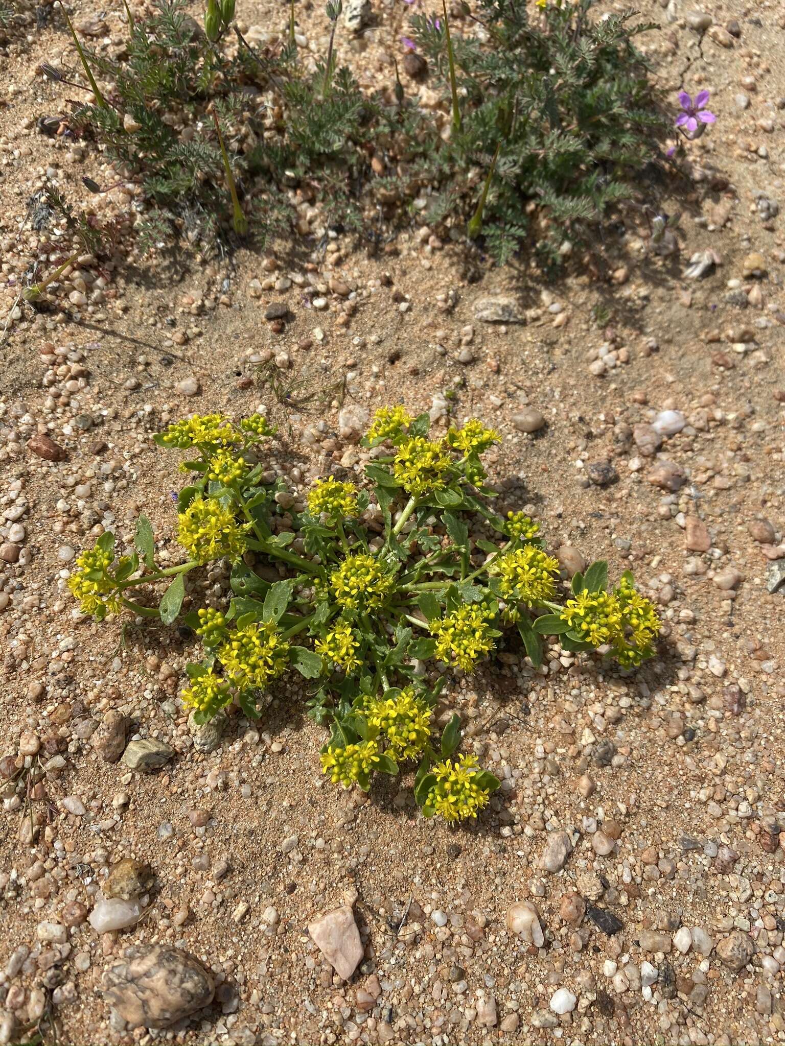 Sivun Lepidium flavum Torr. kuva