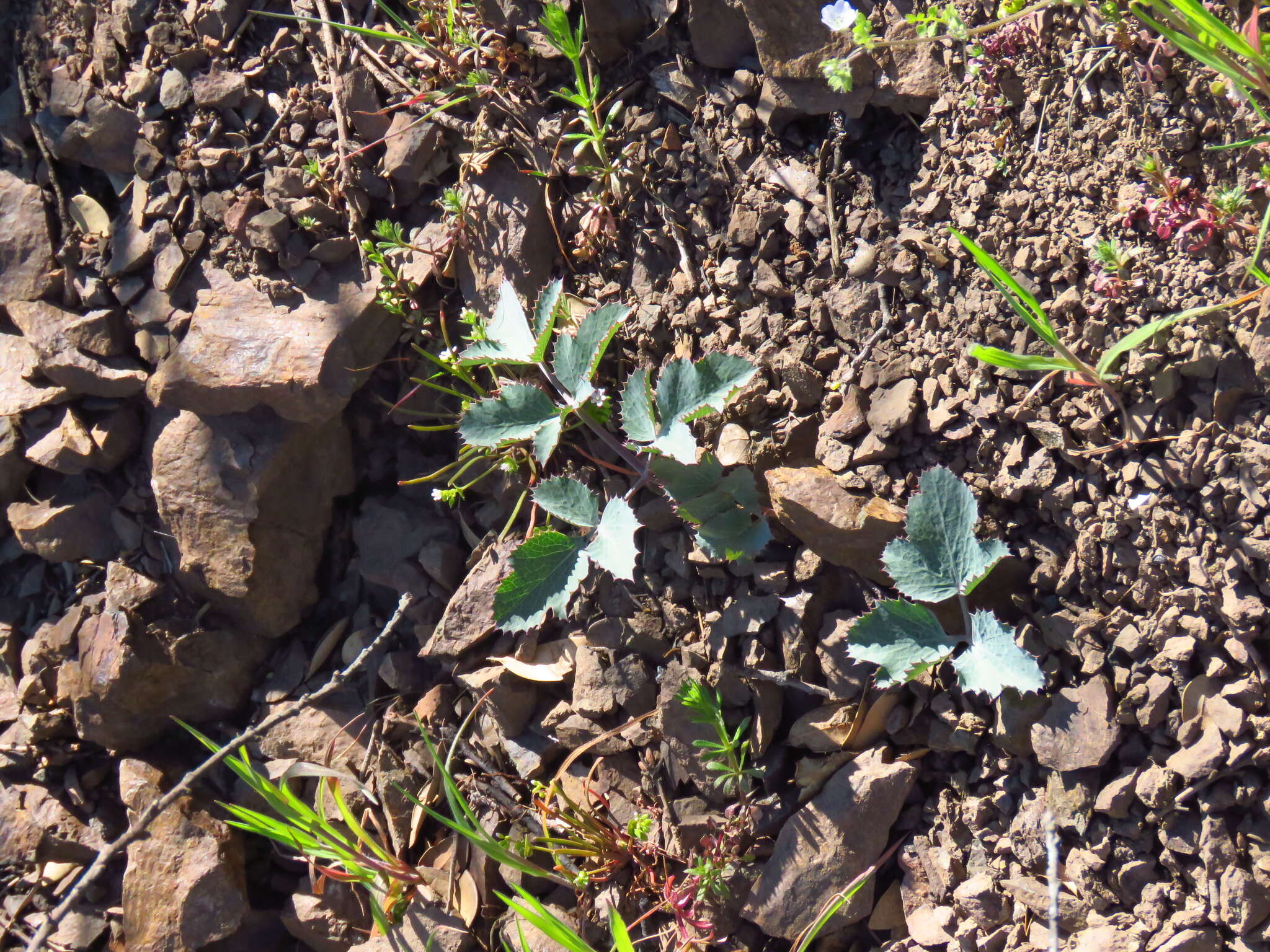 Слика од Lomatium repostum (Jepson) Mathias