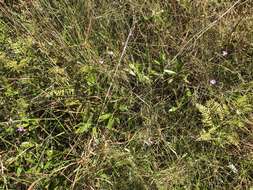 Image of twoline false foxglove