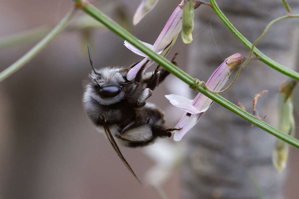 Image of Anthophora alluaudi Pérez 1902