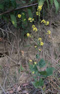 Image of black mustard