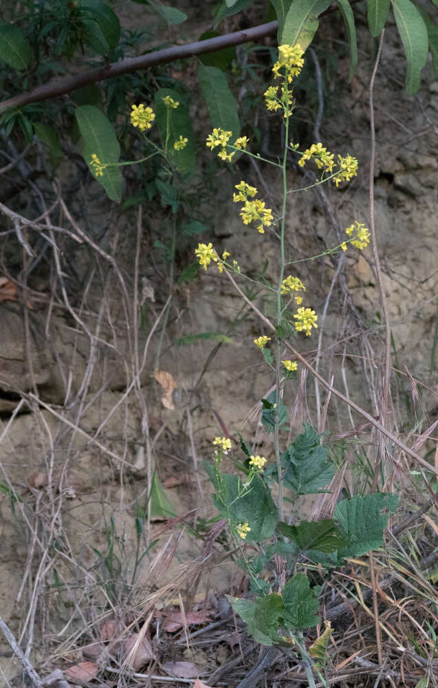 Image of black mustard