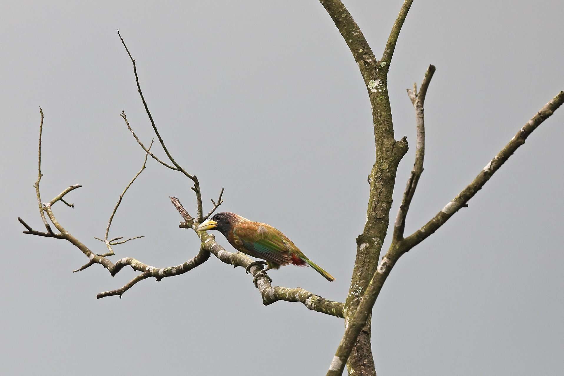 Image of Great Barbet