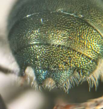 Image of Osmia conjuncta Cresson 1864