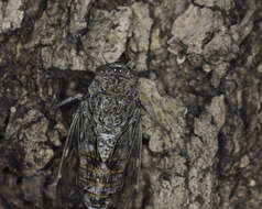 Image of Cicada cretensis Quartau & Simoes 2005