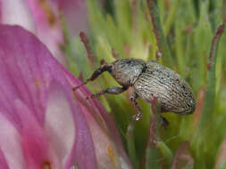 Image of Clover Seed Weevil