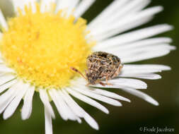 Image of Redbud Bruchid