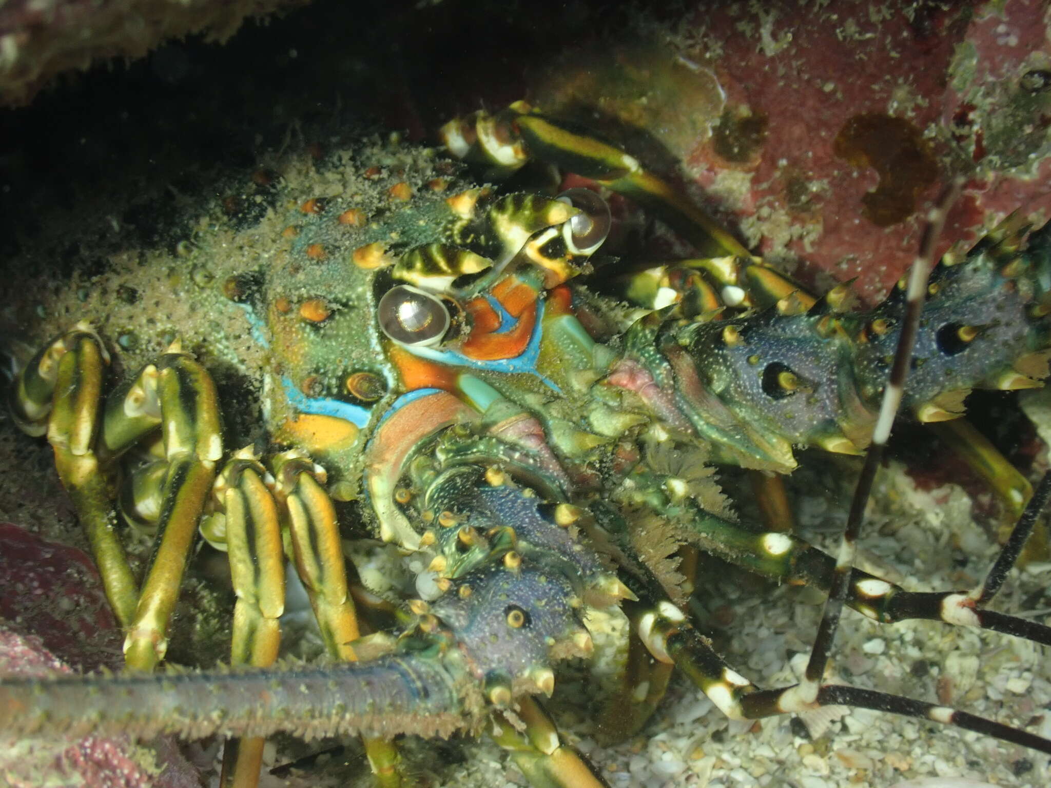 Image of Scalloped Spiny Lobster