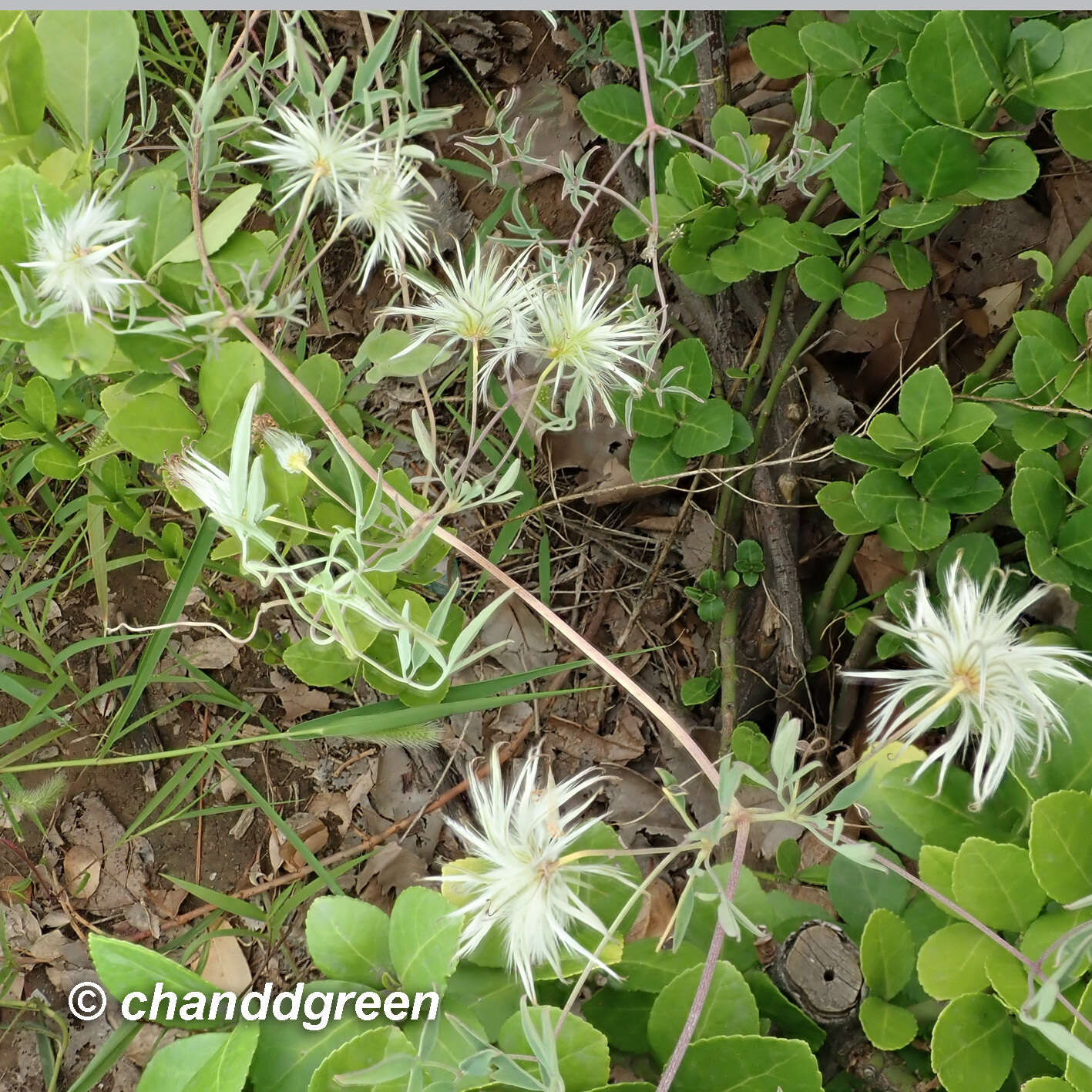 Image of Clematis intricata Bunge