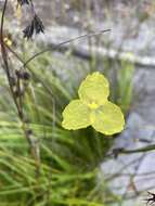 Image of Patersonia umbrosa Endl.