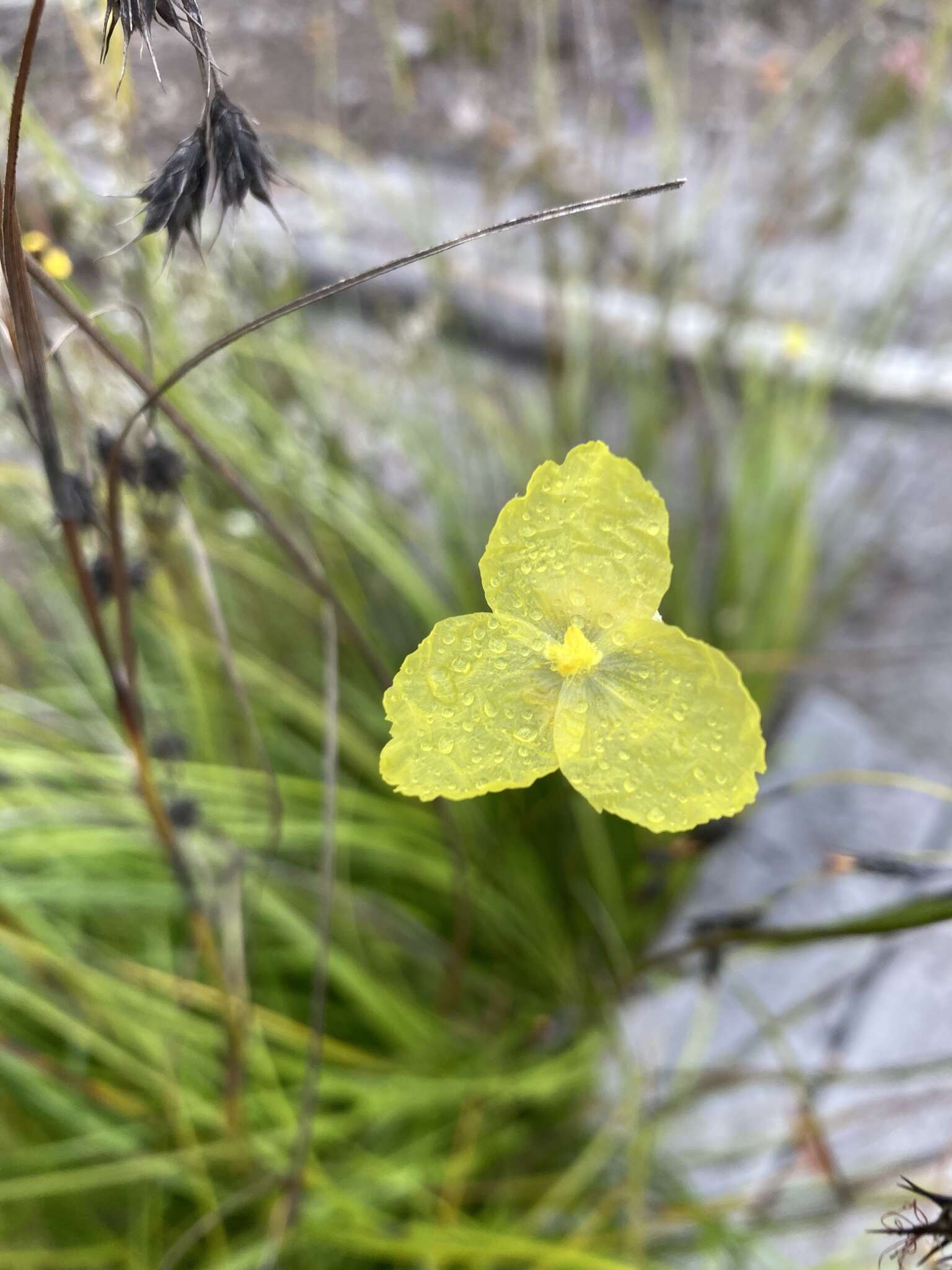 Imagem de Patersonia umbrosa Endl.