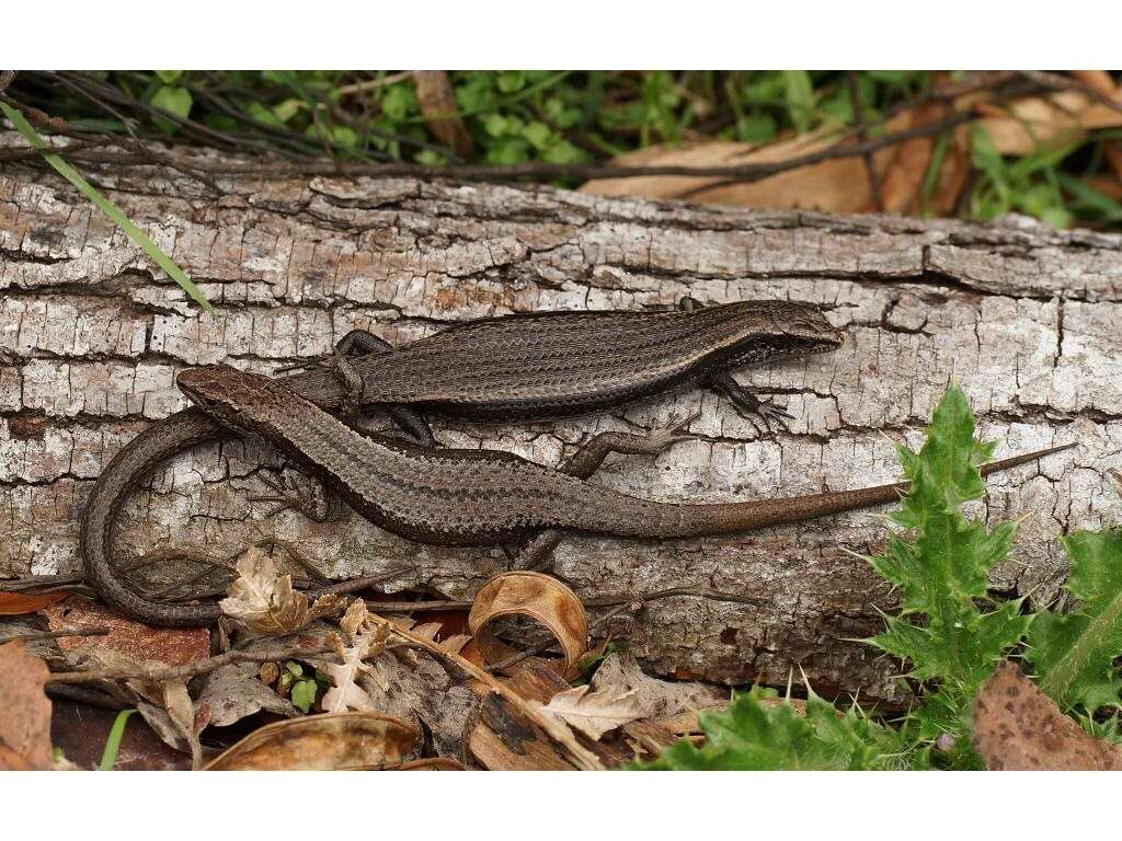 Image of Tasmanian Tree Skink