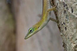 Anolis porcatus Gray 1840的圖片