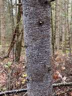 Image of Balsam Woolly Adelgid