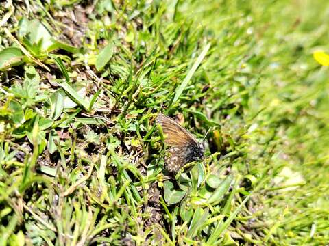 Coenonympha semenovi Alphéraky 1887的圖片