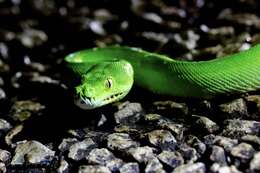 Image of Green Python