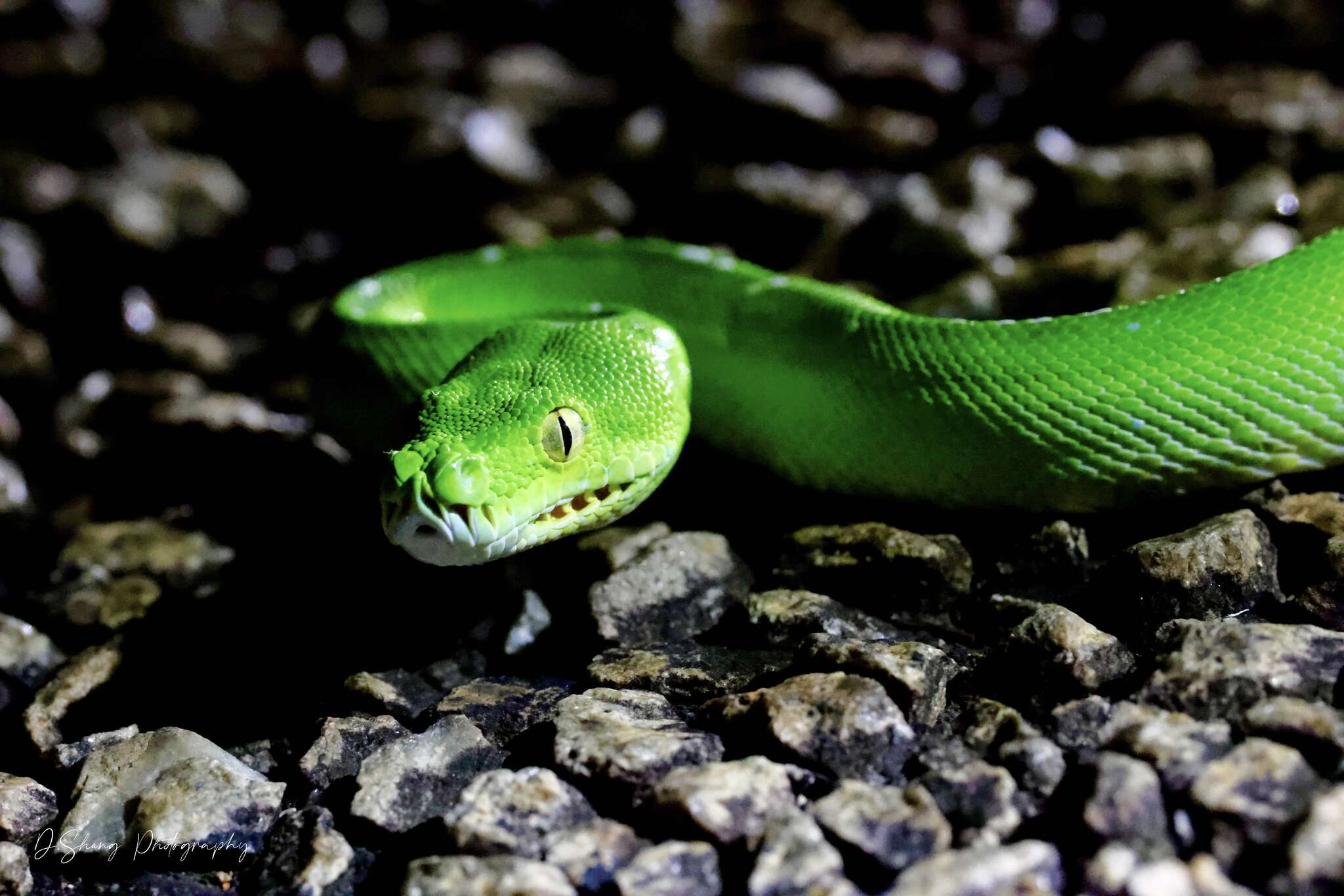 Image of Green Python