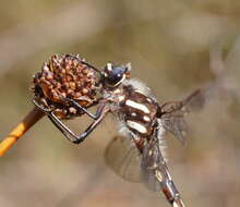 Image of Archipetalia auriculata Tillyard 1917