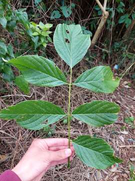 Image of Millettieae