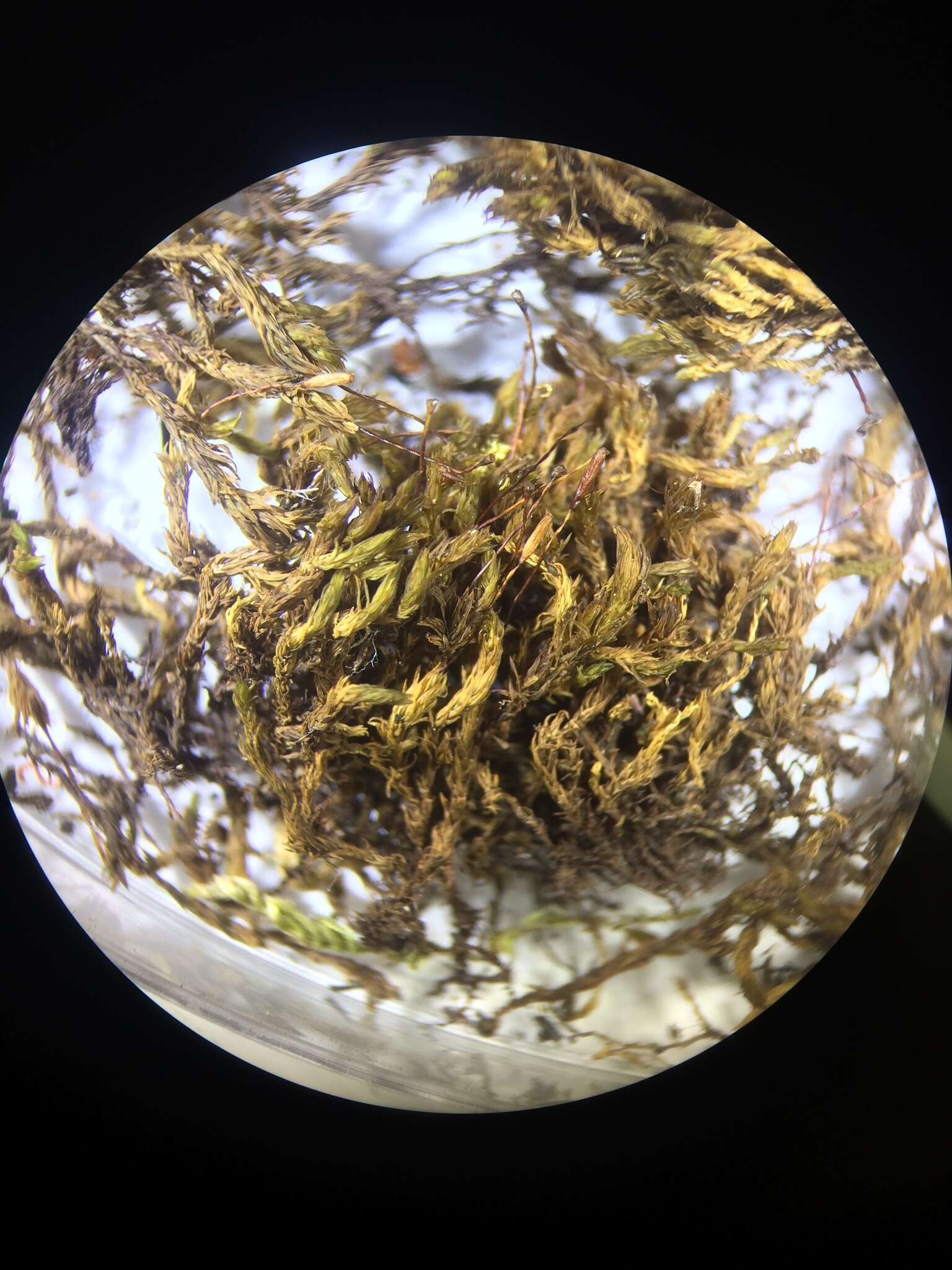 Image of Pacific racomitrium moss