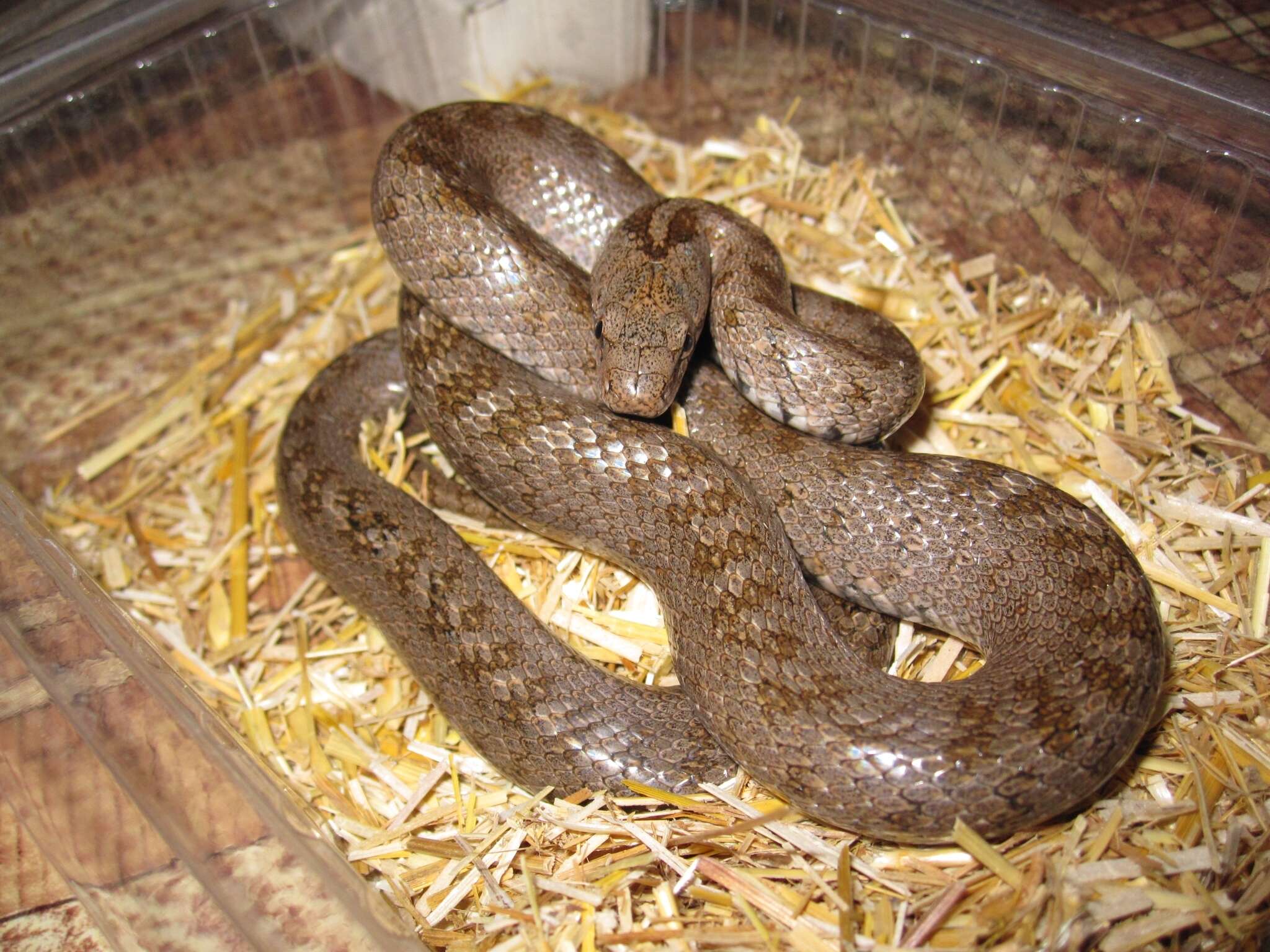 Image of Caucasian Rat Snake