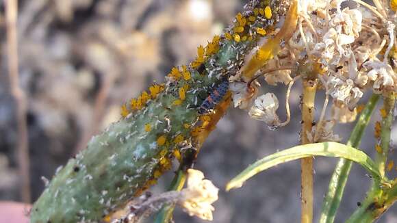 Image of Nine-spotted Lady Beetle