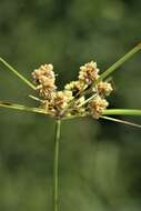 Image of Marsh Flat Sedge